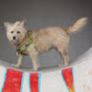 Meet your Posher, William